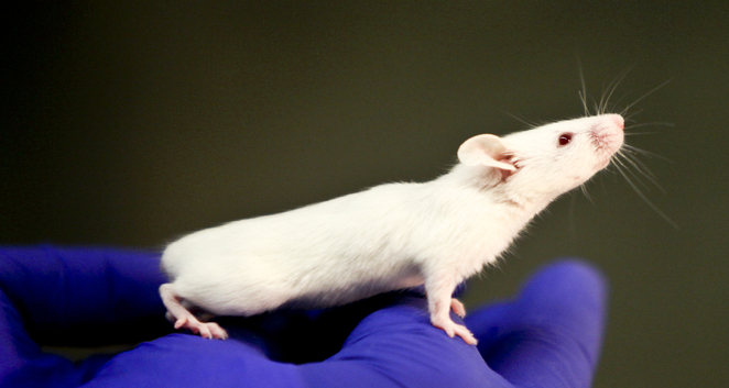 Los ratones "humanizados" expuestos a la leche materna con VIH no resultaron contagiados Los ratones "humanizados" expuestos a la leche materna con VIH no resultaron contagiados