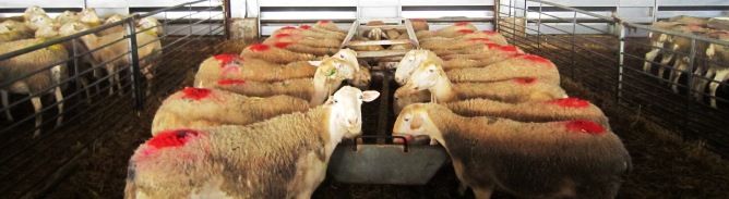 Al introducir tomillo en la dieta de las ovejas, su leche resiste mejor el ataque de los microbios. Al introducir tomillo en la dieta de las ovejas, su leche resiste mejor el ataque de los microbios.
