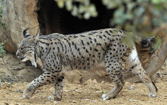 El Zoobotánico de Jerez expone dos ejemplares de lince ibérico pertenecientes al programa de cría en cautividad promovido por las administraciones públicas, con lo que se ha convertido en el primero del mundo que muestra a sus visitantes este tipo de animales El Zoobotánico de Jerez expone dos ejemplares de lince ibérico pertenecientes al programa de cría en cautividad promovido por las administraciones públicas, con lo que se ha convertido en el primero del mundo que muestra a sus visitantes este tipo de animales