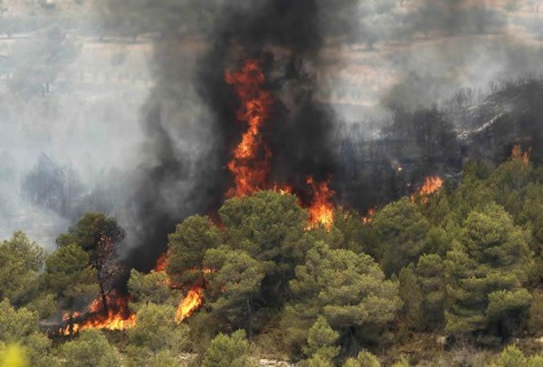 Un año después de los grandes incendios Un año después de los grandes incendios