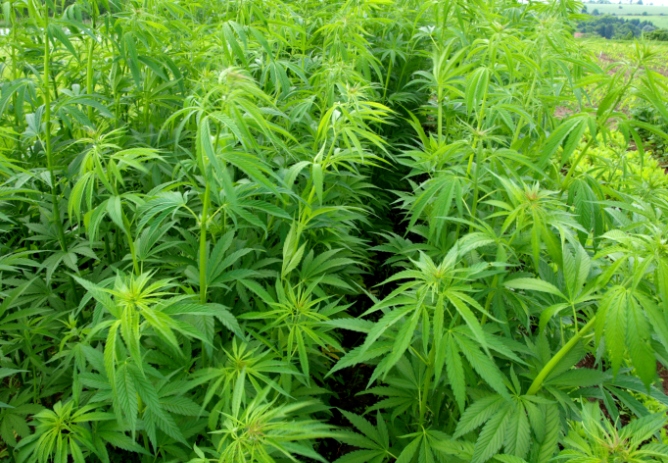 Plantación de cannabis. Plantación de cannabis.