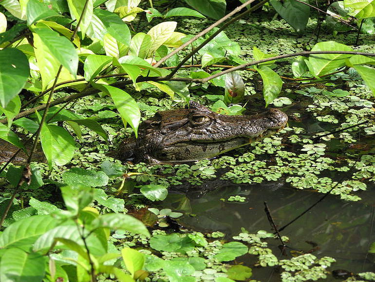 Costa Rica, mucho más que un país verde Costa Rica, mucho más que un país verde