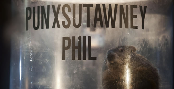 La marmota Punxsutawney Phil que ha pronosticado seis semanas más de invierno. La marmota Punxsutawney Phil que ha pronosticado seis semanas más de invierno.