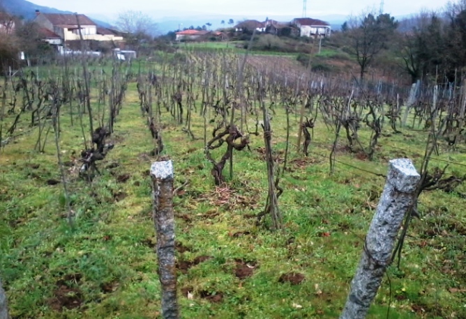 Sadurnin es una tranquila aldea de Ourense rodeada de viñedos. Sadurnin es una tranquila aldea de Ourense rodeada de viñedos.