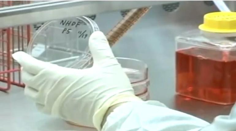 Experimentos en laboratorio con células madre IPS Experimentos en laboratorio con células madre IPS