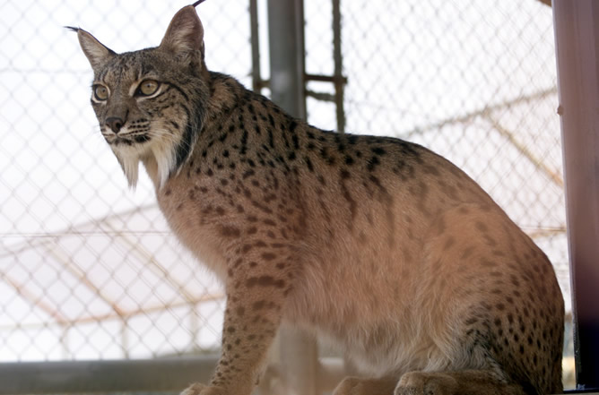Esperanza se convirtió en símbolo de la conservación en cautividad del lince ibérico Esperanza se convirtió en símbolo de la conservación en cautividad del lince ibérico