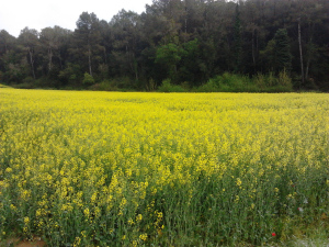 Camps grocs de colza Camps grocs de colza
