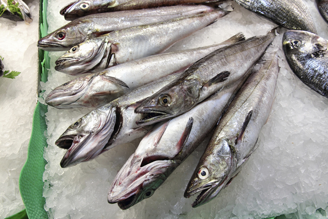 El colapso de los caladores en el Mediterráneo afecta ya a especies de alto valor comercial como la merluza El colapso de los caladores en el Mediterráneo afecta ya a especies de alto valor comercial como la merluza