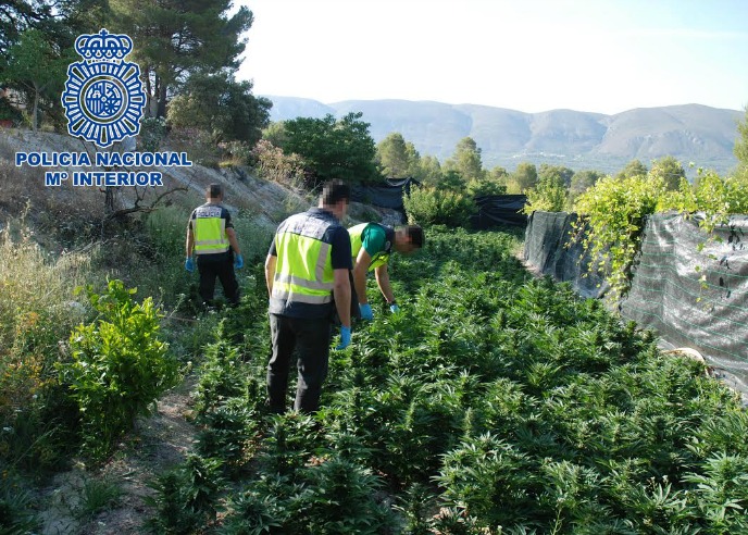 Fotografía de la plantación de marihuana localizada en Alicante. Fotografía de la plantación de marihuana localizada en Alicante.