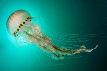 Fotografía de una medusa en el fondo marino. Fotografía de una medusa en el fondo marino.