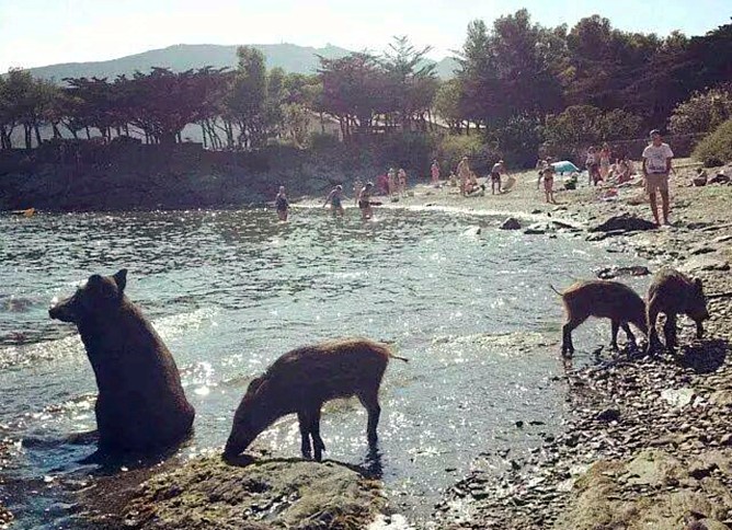 Senglars a la platja Senglars a la platja