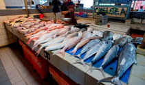 Imagen pescadería Imagen pescadería