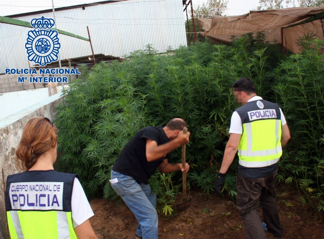 Desmantelada una plantación de marihuana en La Puebla del Río Desmantelada una plantación de marihuana en La Puebla del Río