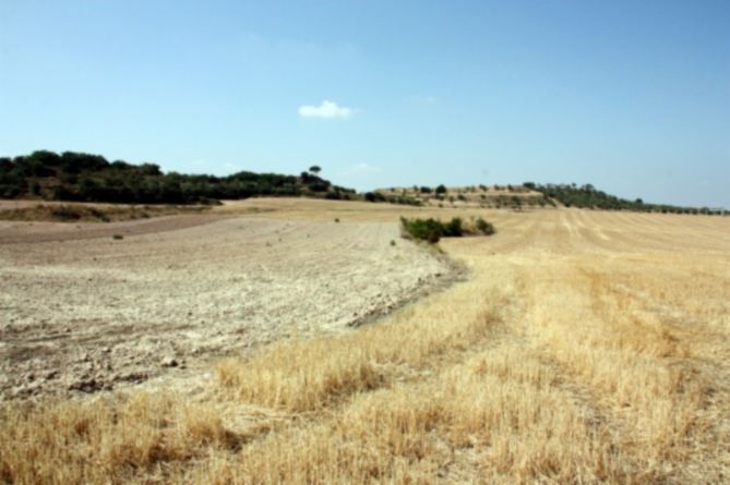 El grup Borges inverteix un milió per produir pistatxos al Segarra-Garrigues El grup Borges inverteix un milió per produir pistatxos al Segarra-Garrigues