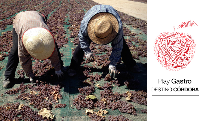 En la imagen, dos volteadoras giran racimos de uva Pedro Ximénez en las afueras de Montilla. En la imagen, dos volteadoras giran racimos de uva Pedro Ximénez en las afueras de Montilla.