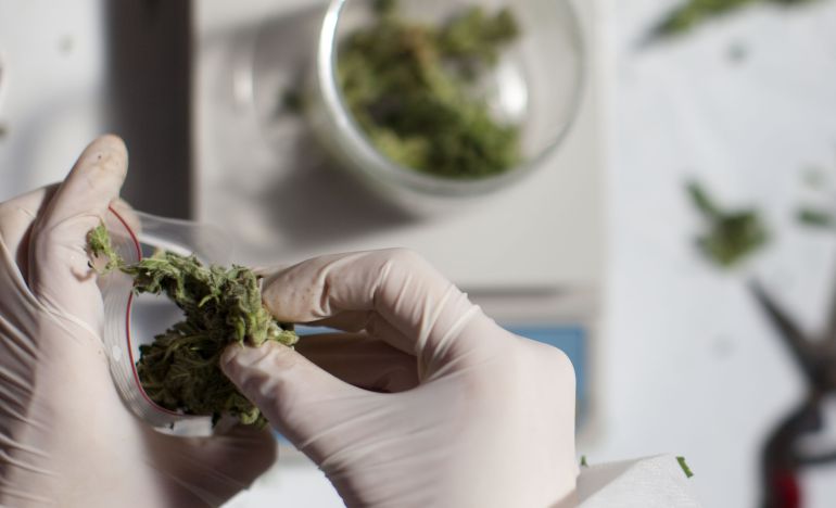 La marihuana ayuda a la desaparición del cáncer cerebral La marihuana ayuda a la desaparición del cáncer cerebral