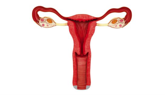 Imagen órganos reproductores femeninos Imagen órganos reproductores femeninos