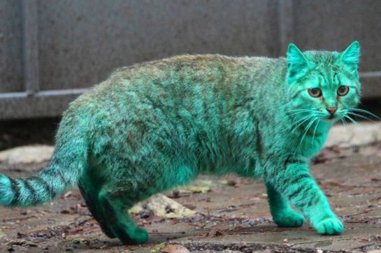 Imagen del misterioso gato verde Imagen del misterioso gato verde
