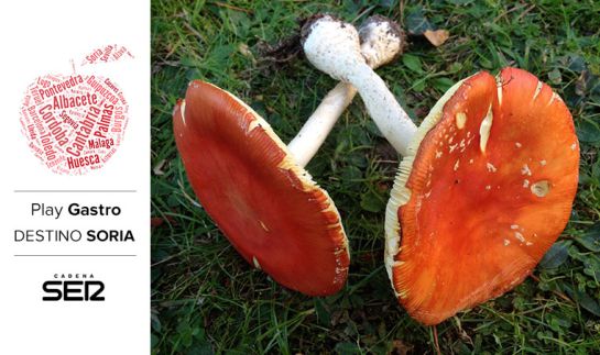 La micología es una de las grandes bazas del turismo gastronómico en Soria. La micología es una de las grandes bazas del turismo gastronómico en Soria.