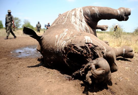 Un rinoceronte muerto y sin cuerno en el Parque Nacional Kruger. Un rinoceronte muerto y sin cuerno en el Parque Nacional Kruger.
