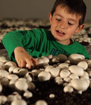 A los niños también les gusta el cultivo del champiñón. A los niños también les gusta el cultivo del champiñón.