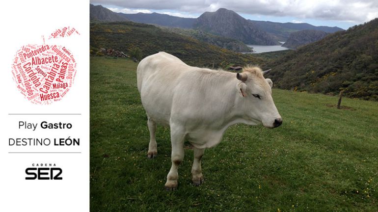 Las vacas y los bueyes de Valles del Esla pastan en los prados del norte de León. Las vacas y los bueyes de Valles del Esla pastan en los prados del norte de León.