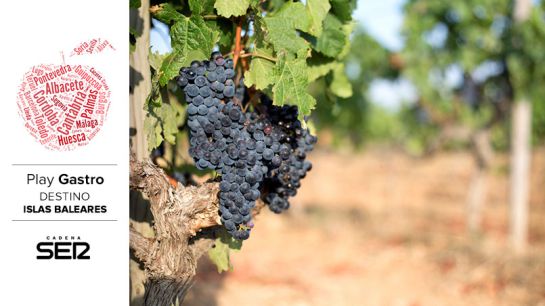 Viñedos de Mallorca. Viñedos de Mallorca.
