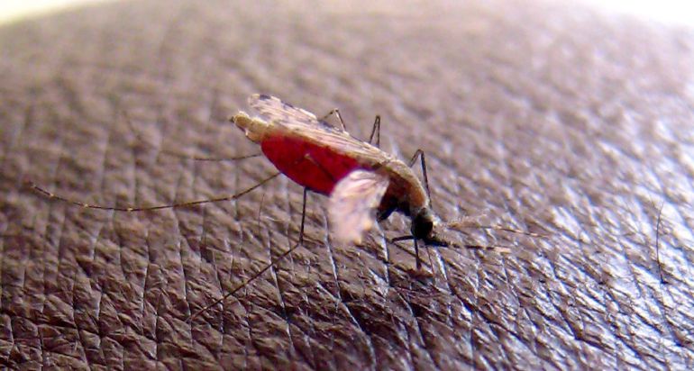 Foto de archivo tomada el 23 de abril de 2008 de un mosquito 'Anopheles gambiae', que transmite el parásito que causa malaria. Foto de archivo tomada el 23 de abril de 2008 de un mosquito 'Anopheles gambiae', que transmite el parásito que causa malaria.