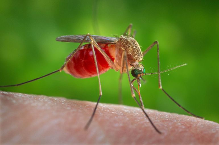 Un ejemplar del mosquito tigre. Un ejemplar del mosquito tigre.