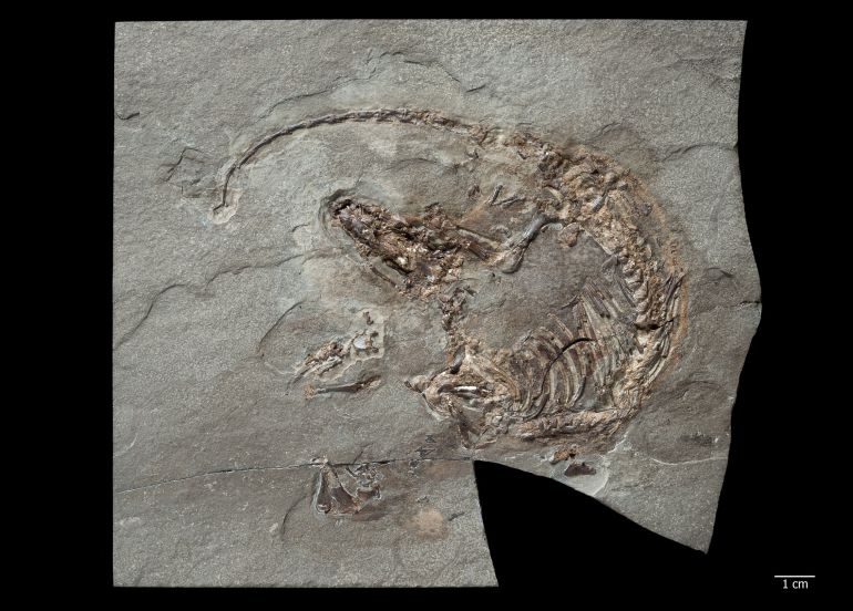 Restos del primer mamífero con pelo. Era una especie de musaraña que vivió hace 125 millones de años en lo que hoy es el yacimiento de Las Hoyas (Cuenca). Restos del primer mamífero con pelo. Era una especie de musaraña que vivió hace 125 millones de años en lo que hoy es el yacimiento de Las Hoyas (Cuenca).