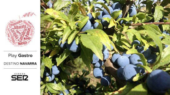 La elaboración del pacharán arranca con la recolección de lo que en Navarra se conoce como arañones: el fruto de los endrinos La elaboración del pacharán arranca con la recolección de lo que en Navarra se conoce como arañones: el fruto de los endrinos