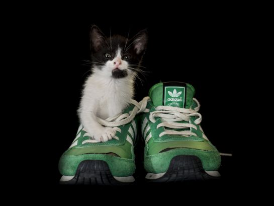 Gatos: Diez curiosidades sobre el comportamiento de los gatos Gatos: Diez curiosidades sobre el comportamiento de los gatos