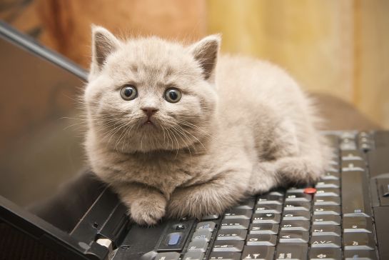 Gatos: Diez curiosidades sobre el comportamiento de los gatos Gatos: Diez curiosidades sobre el comportamiento de los gatos
