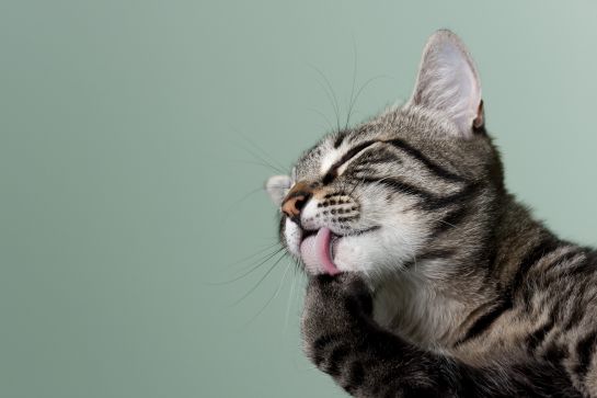 Gatos: Diez curiosidades sobre el comportamiento de los gatos Gatos: Diez curiosidades sobre el comportamiento de los gatos