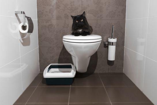 Gatos: Diez curiosidades sobre el comportamiento de los gatos Gatos: Diez curiosidades sobre el comportamiento de los gatos
