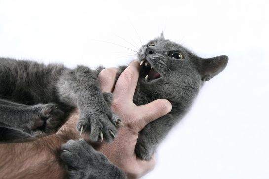 Gatos: Diez curiosidades sobre el comportamiento de los gatos Gatos: Diez curiosidades sobre el comportamiento de los gatos
