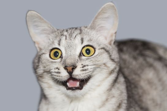 Gatos: Diez curiosidades sobre el comportamiento de los gatos Gatos: Diez curiosidades sobre el comportamiento de los gatos
