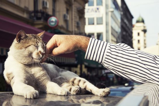 Gatos: Diez curiosidades sobre el comportamiento de los gatos Gatos: Diez curiosidades sobre el comportamiento de los gatos