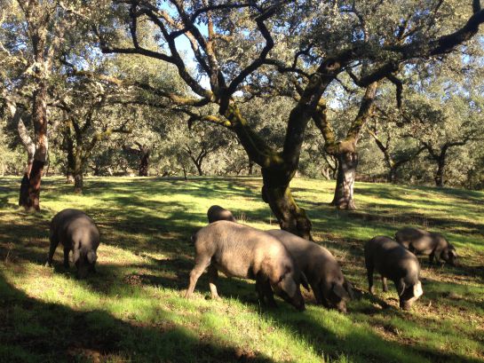 Cerdos ibéricos comiendo bellota en la Finca Montefrío. Cerdos ibéricos comiendo bellota en la Finca Montefrío.