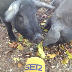 "No hay declaraciones". "No hay declaraciones".