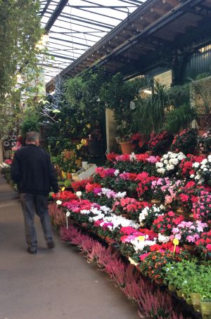El mercado dominguero de las flores y las mascotas de París. El mercado dominguero de las flores y las mascotas de París.