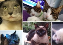 ¿Por qué mi gato...? Respuestas a las actitudes más extrañas de tu mascota