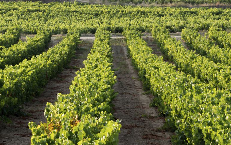 Viñedos cercanos a San Vicente de La Sonsierra, en La Rioja. Viñedos cercanos a San Vicente de La Sonsierra, en La Rioja.