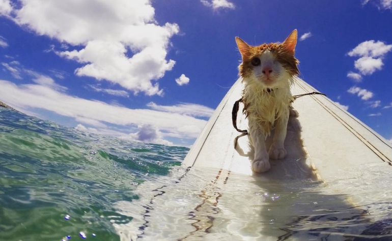 El gato hawaiano, al que le falta un ojo, disfruta subido a la tabla de surf. El gato hawaiano, al que le falta un ojo, disfruta subido a la tabla de surf.