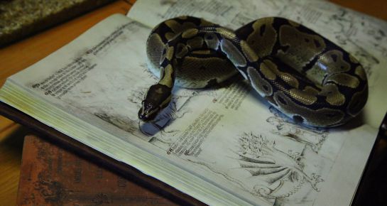 Imagen de 'Las bestias de la Biblia' Imagen de 'Las bestias de la Biblia'