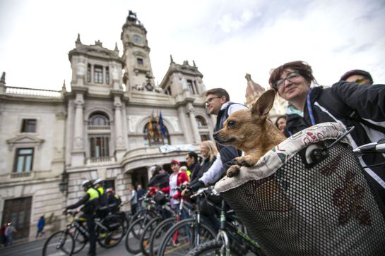 Una mujer lleva a su perro en una cesta al comienzo de la "bicifestación " que se ha celebrado por las calles del centro de Valencia con motivo del Día Mundial de la Bicicleta. Una mujer lleva a su perro en una cesta al comienzo de la "bicifestación " que se ha celebrado por las calles del centro de Valencia con motivo del Día Mundial de la Bicicleta.