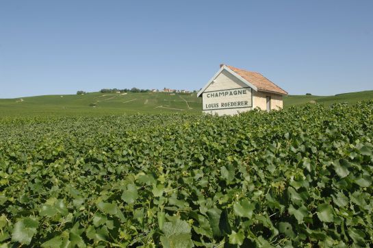 Viñedos de Louis Roderer, en Reims. Viñedos de Louis Roderer, en Reims.
