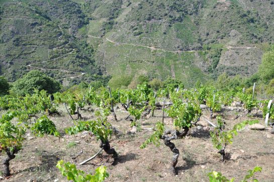 Muchos de los viñedos de Ribeira Sacra superan el 50 % de desnivel. Muchos de los viñedos de Ribeira Sacra superan el 50 % de desnivel.