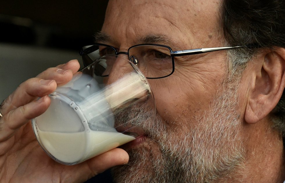 Mariano Rajoy bebe leche de vaca en su visita a la ganadería Carbayed, en Asturias, durante su acampaña electoral. Mariano Rajoy bebe leche de vaca en su visita a la ganadería Carbayed, en Asturias, durante su acampaña electoral.