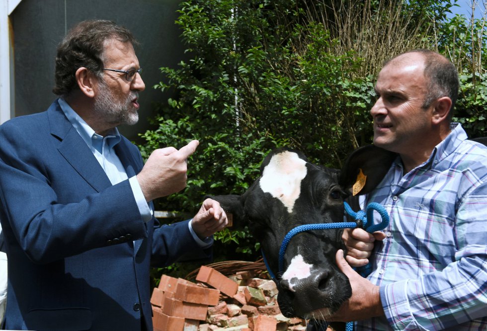 Mariano Rajoy visita la ganadería Carbayed, en Asturias, durante su acampaña electoral. Mariano Rajoy visita la ganadería Carbayed, en Asturias, durante su acampaña electoral.